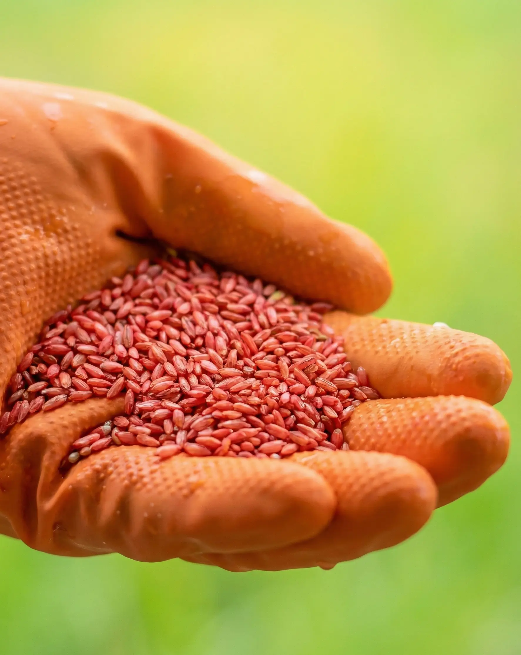 المحاصيل الزراعية